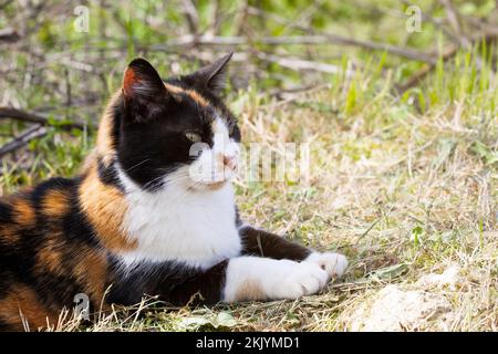 Ältere dreifarbige Katze, die an sonnigen Tagen im Garten liegt. Speicherplatz kopieren Stockfoto