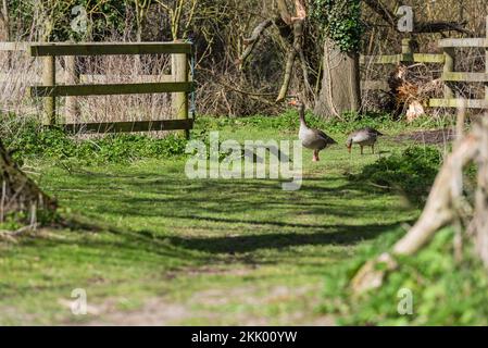 Anser Anser - zwei Graupelgänse, die an einem sonnigen Tag auf einem Graspfad im Naturschutzgebiet Strumpshaw Fen in Norfolk Broads i. Strumpshaw Fen, A Stockfoto