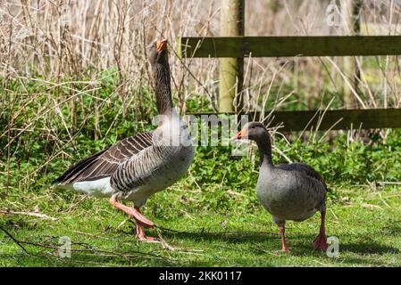 Anser Anser - zwei Graupelgänse, die an einem sonnigen Tag im Naturschutzgebiet Strumpshaw Fen in den Norfolk Broads ii auf einem Graspfad spazieren Strumpshaw Fen, Stockfoto