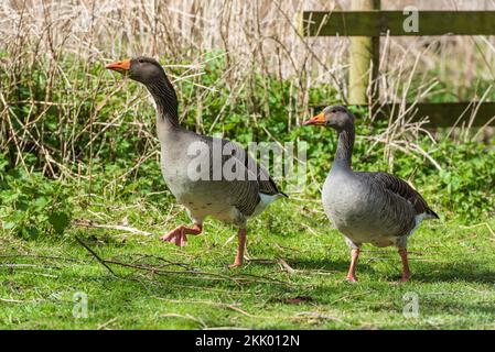 Anser Anser - zwei Graupelgänse, die an einem sonnigen Tag auf einem Graspfad im Naturschutzgebiet Strumpshaw Fen in den Norfolk Broads III spazieren. Strumpshaw Fen, Stockfoto