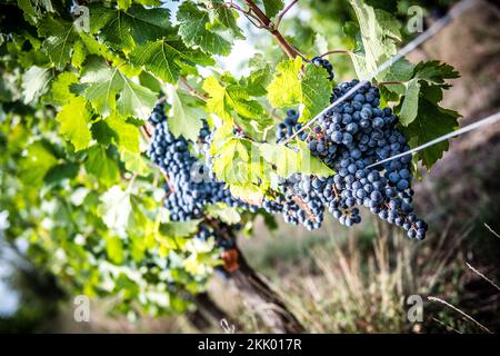 Alte knorrige Trauben reifen in der französischen Landschaft vor der Weinernte für die Weinerzeugung Stockfoto