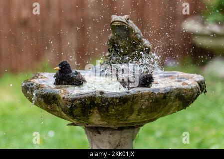 Sturnus Vulgaris - Stars waschen sich in der Vogelbad-ix. Garten, Mai 2022 Stockfoto