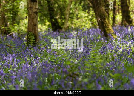 Foxley Wood im Frühling mit Bluebells, Norfolk Wildlife Trust ii Foxley Wood NWT, Mai 2022 Stockfoto