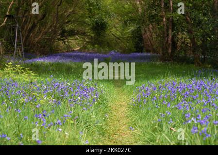 Foxley Wood im Frühling mit Bluebells, Norfolk Wildlife Trust vi mit Pfad durch. Foxley Wood NWT, Mai 2022 Stockfoto