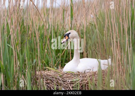 Stummer Schwan auf dem Nest inmitten von Rollbetten im Naturschutzgebiet Wheatfen, Norfolk i. Wheatfen Ted Ellis, Mai 2022 Stockfoto