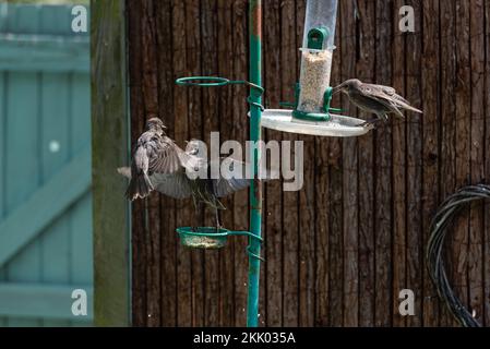 Drei Jeuvenile Stars auf einer Vogelfütterung, zwei streiten sich um Essen, i. Juni 2022 Stockfoto