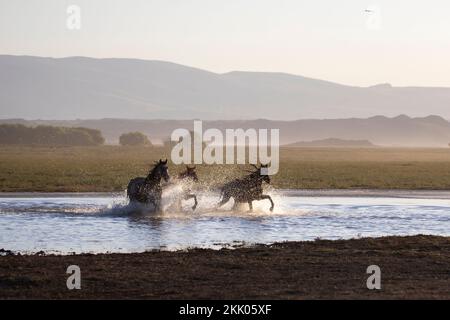 Pferde galoppieren im See über das ganze Meer Stockfoto