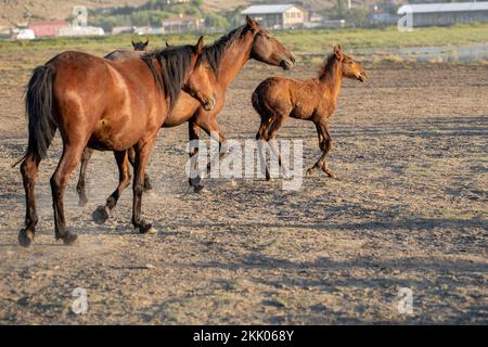 Galoppierende Wildpferdfamilie, Tierkonzept Stockfoto