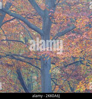 Ein nebiger Herbstmorgen in Thorpe Woods, Norwich, Norfolk ix Buche Baum. Thorpe Woods, 2022. November Stockfoto