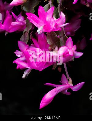 Schlumbergera truncata, falscher Weihnachtskaktus, in den Aberglasney Gardens Stockfoto