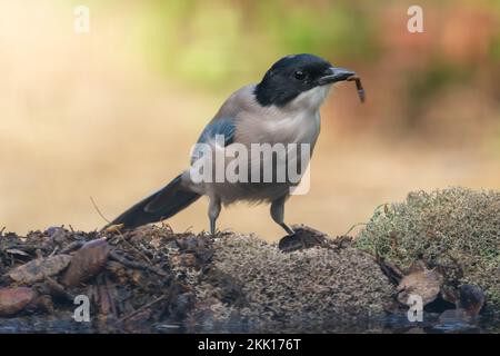 Ein selektiver Schuss der Azurflügelmagpie (Cyanopica cyanus), die einen Wurm auf trockenem Laub isst Stockfoto