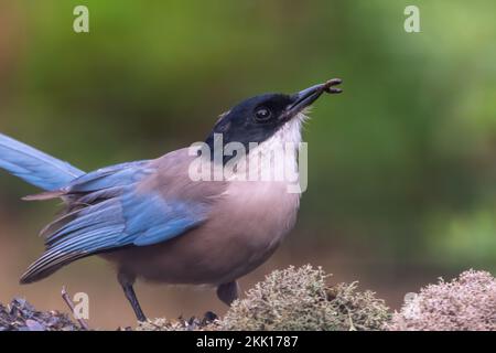 Ein selektiver Schuss der Azurflügelmagpie (Cyanopica cyanus), die einen Wurm auf trockenem Laub isst Stockfoto