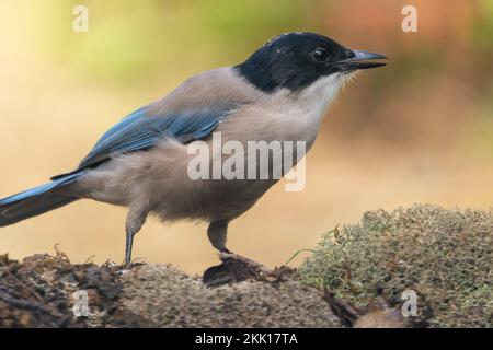 Ein selektiver Schuss der Azurflügelmagpie (Cyanopica cyanus), die auf trockenem Laub läuft Stockfoto