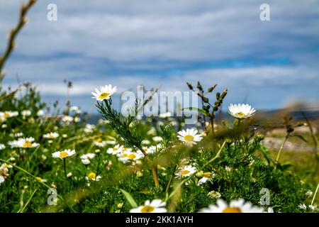 Kamillenanbau am Storm Beach von Carrowhubbuck North Carrownedin in der Nähe von Inishcrone, Enniscrone in County Sligo, Irland. Stockfoto