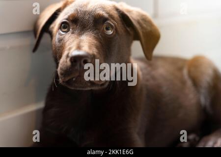 die reinrassigen Schokoladen-labrador-Welpen-Sonnenbäder lagen auf dem Boden des Zimmers neben dem Fenster und warteten gelangweilt auf seinen Besitzer Stockfoto