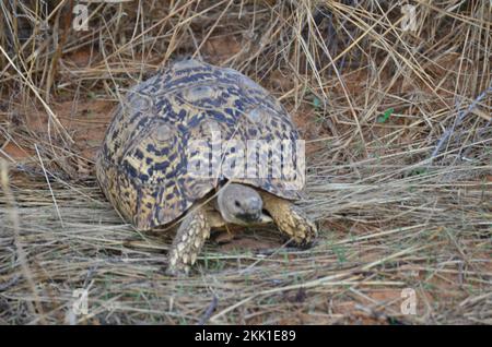 Turtel in trockenem Gras und Sand von Namibia Afrika wilden Tieren Stockfoto