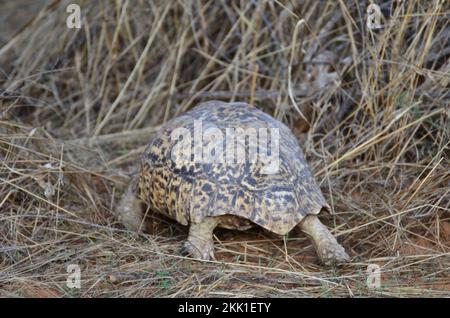 Turtel in trockenem Gras und Sand von Namibia Afrika wilden Tieren Stockfoto