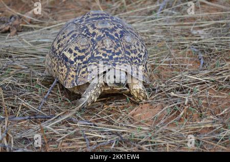 Turtel in trockenem Gras und Sand von Namibia Afrika wilden Tieren Stockfoto