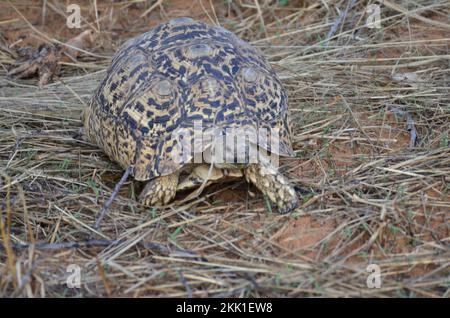 Turtel in trockenem Gras und Sand von Namibia Afrika wilden Tieren Stockfoto