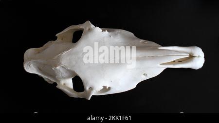 Pferdeschädelfoto. Pferdezähne. Lernmaterial für Tierärzte. Stockfoto