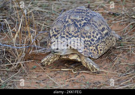 Turtel in trockenem Gras und Sand von Namibia Afrika wilden Tieren Stockfoto