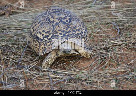 Turtel in trockenem Gras und Sand von Namibia Afrika wilden Tieren Stockfoto