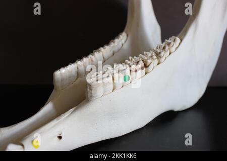 Pferdeschädelfoto. Pferdezähne. Lernmaterial für Tierärzte. Stockfoto