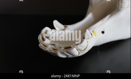 Pferdeschädelfoto. Pferdezähne. Lernmaterial für Tierärzte. Stockfoto