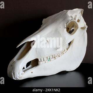 Pferdeschädelfoto. Pferdezähne. Lernmaterial für Tierärzte. Stockfoto