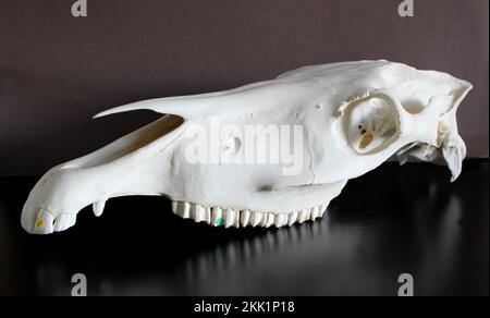 Pferdeschädelfoto. Pferdezähne. Lernmaterial für Tierärzte. Stockfoto