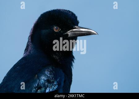 Ein Porträt mit einem Schiffsschwanz. Stockfoto