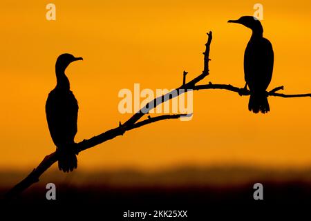 Nur Silhouetten von zwei Doppelkammkormoranen am Lake Apopka, Florida. Stockfoto