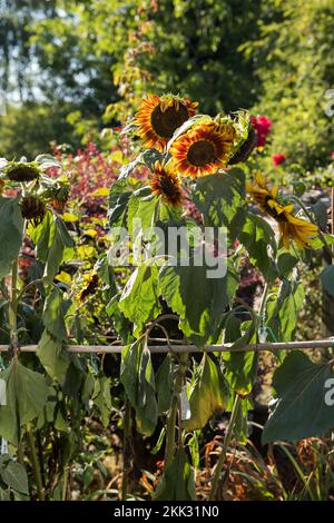 Helianthus annuus Sonnenblumen, die in der Hitze eines abnormalen Sommers verwelken, möglicherweise globale Erwärmung, Warnzeichen für ein Umdenken, welche Pflanzen wachsen sollen Stockfoto