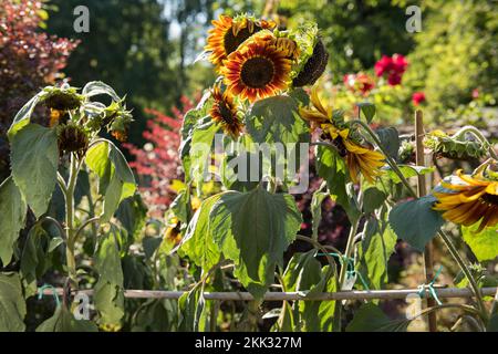 Helianthus annuus Sonnenblumen, die in der Hitze eines abnormalen Sommers verwelken, möglicherweise globale Erwärmung, Warnzeichen für ein Umdenken, welche Pflanzen wachsen sollen Stockfoto