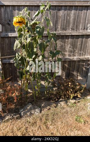 Helianthus annuus Sonnenblumen, die in der Hitze eines abnormalen Sommers verwelken, möglicherweise globale Erwärmung, Warnzeichen für ein Umdenken, welche Pflanzen wachsen sollen Stockfoto