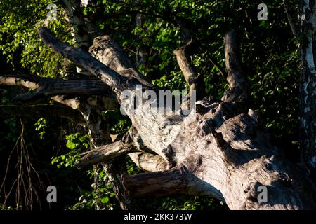 Hintergrund mit Blick auf einen gefallenen trockenen Baum ohne Rinde in einem Waldgebiet Stockfoto