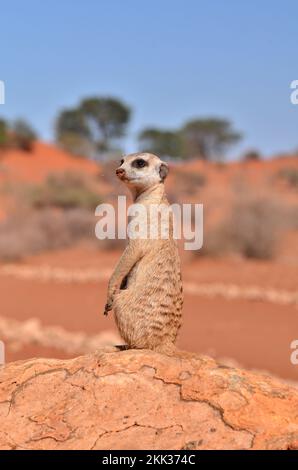 Erdmännchen in der Kalahari Wüste Namibia roter Sand Afrika Stockfoto