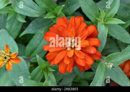 Orange Zinnia Blume (Zinnia elegans) im Garten Stockfoto