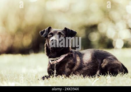 Eine Nahaufnahme eines schwarzen Patterdale Terrier, Canis lupus familiaris, der auf dem Gras sitzt und nach oben blickt Stockfoto