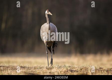 Gewöhnlicher Kran nähert sich im Herbst von vorne auf trockener Wiese Stockfoto