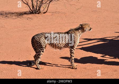 Gepardenkatze kalahari Wüstensavanne auf dem Sand Namibias Afrika Stockfoto