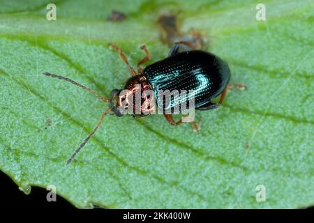 willow-Flohkäfer (Crepidodera aurata), auf einem Blatt sitzend. Stockfoto