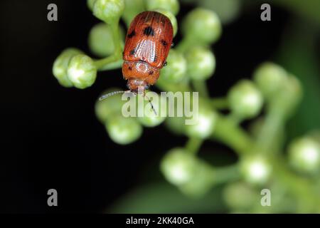 Der Blattkäfer mit breitem Schulterblatt (Gonioctena). Insekten auf Knospen. Stockfoto