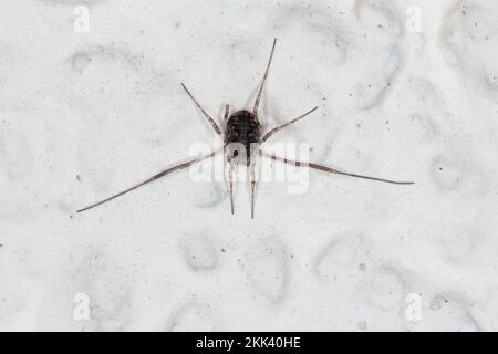 Spider, ein Erntemensch an der Wand eines Gebäudes. Stockfoto