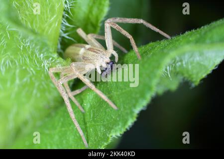 Eine Spinne, die ihre gejagte Beute frisst - eine Blattläuse. Ein natürlicher Feind von Pflanzenschädlingen in Gärten und landwirtschaftlichen Feldern. Stockfoto