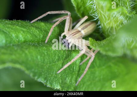 Eine Spinne, die ihre gejagte Beute frisst - eine Blattläuse. Ein natürlicher Feind von Pflanzenschädlingen in Gärten und landwirtschaftlichen Feldern. Stockfoto