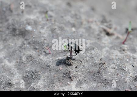 Ein Käfer der Gattung Amara (Karabid, gemahlener Käfer), der eine junge Pflanze auf einem Feld isst. Erntegutparasit. Stockfoto