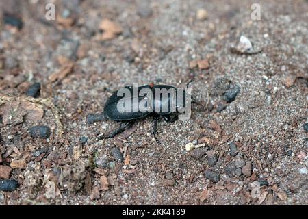 Kleiner Hirschkäfer Dorcus parallelipedus Lucanidae. Stockfoto