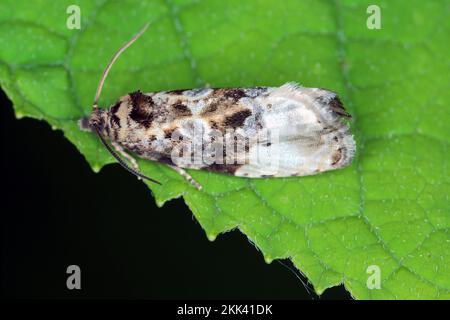 Erwachsener Tortricide Leafroller Moth der Familie Tortricidae. Stockfoto