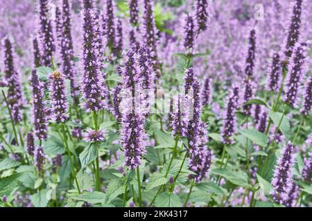 Dekorative Blütenpflanze im Landschaftsdesign. Anishysop, Anisöl-Lofant, Fenchel-Maulbeere auf verschwommenem Hintergrund. Medizinische, würzige und grüne Kultur Stockfoto